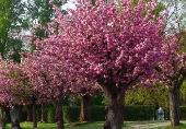 Cherry trees stand in full bloom on a spring day in Brussels