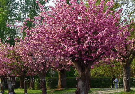 Cherry trees stand in full bloom on a spring day in Brussels