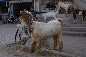 Man sells goats along roadside in Multan, Pakistan