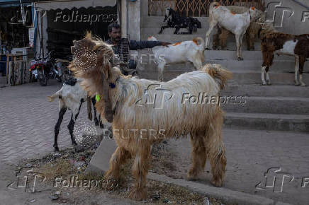 Man sells goats along roadside in Multan, Pakistan