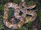 Cobra Jararaca (Bothrops jararaca) no