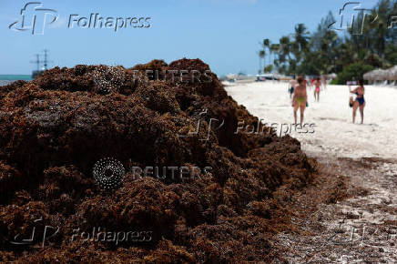 Sargassum seaweed blankets beaches in the Dominican Republic