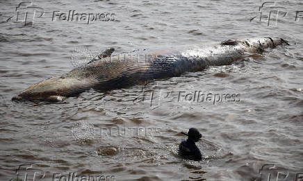 A sei whale is found dead off the coast of Buenos Aires