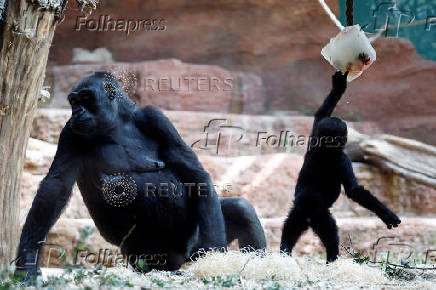 Prague zoo keeps animals cool with ice cream