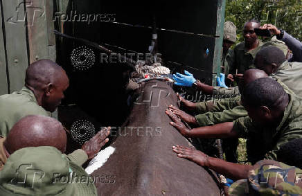 KWS rangers translocate endangered black rhinos from the Ol Pejeta Conservancy to establish a new breeding population at the Segera Conservancy in Laikipia