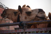 Livestock market in Karachi ahead of Eid al-Adha