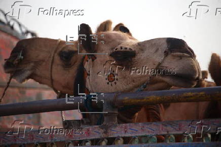 Livestock market in Karachi ahead of Eid al-Adha
