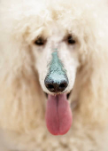 A standard poodle dog, uncommonly trained to save lives at Las Lindes beach as the latest member added to a dog rescue team, in Torrox