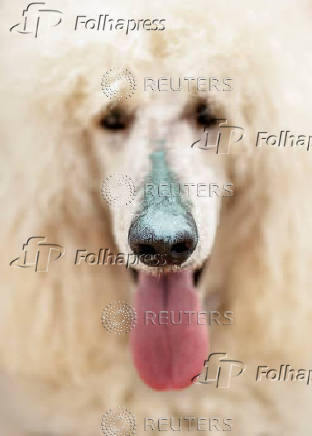 A standard poodle dog, uncommonly trained to save lives at Las Lindes beach as the latest member added to a dog rescue team, in Torrox