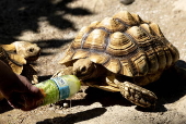 Animals at Skopje zoo receive frozen fruit amid heatwave