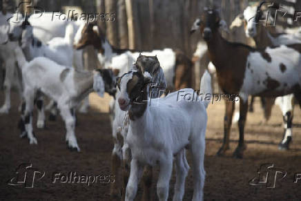 Agropecuaria
