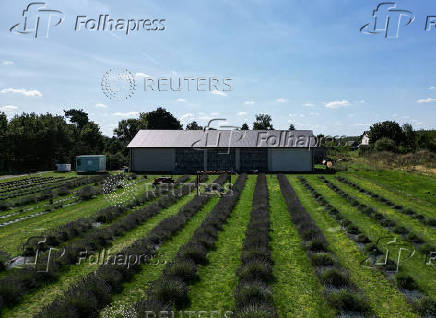 A view shows a lavender field in the summer season, in Purzec