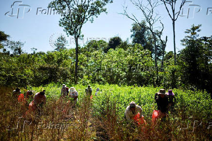 Inside a coca farm and market in Bolivia's countryside ahead of the general election