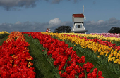 One and a half million tulips planted for Tulleys Tulip Fest at Tulleys Farm, Turners Hill
