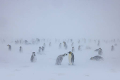 An Emperor penguin chick begs its parent to be fed during a blizzard, on the Ekstrom Ice Shelf