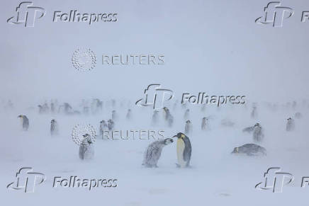 An Emperor penguin chick begs its parent to be fed during a blizzard, on the Ekstrom Ice Shelf