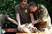 First media appearance of two tiger cubs born at the Budapest Zoo in April