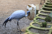 South Africa?s Blue Crane Battling Extinction Amidst Changing Landscapes