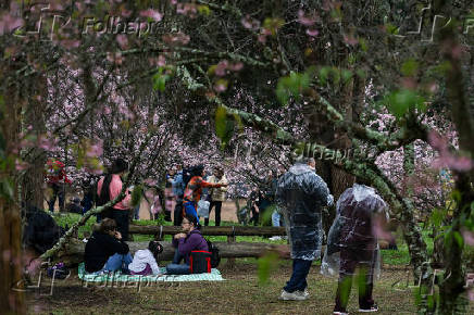 Primeiro dia da 45ª edição da Festa das Cerejeiras