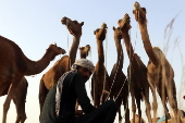 Livestock market in Karachi ahead of Eid al-Adha
