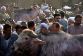 Cattle traders and customers crowd the Al-Manashi livestock market, ahead of the Muslim Festival of Sacrifice Eid al-Adha, in Al Qalyubia Governorate