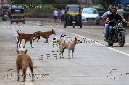 Supreme Court orders to move all stray dogs from Delhi-NCR to animal shelters