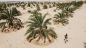 A drone view shows an Iraqi farmer working on a palm grove in the 'green belt' area surrounding the holy city of Kerbala