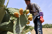 Yemen's prickly pear - from a wild fruit to a staple of the country's agriculture