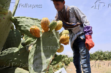Yemen's prickly pear - from a wild fruit to a staple of the country's agriculture