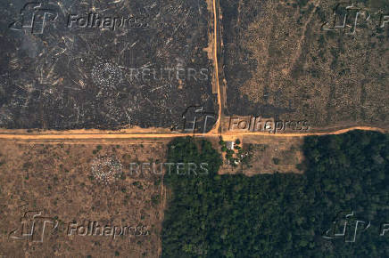 Illegal loggers are key players in carbon credit schemes in Brazil