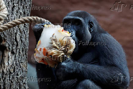 Prague zoo keeps animals cool with ice cream