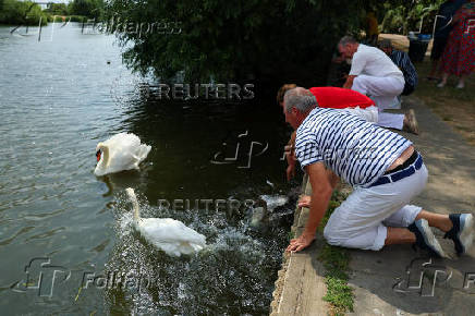 Annual swan census, near Windsor
