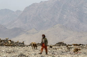 Kabul's stray dog population on the rise