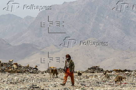 Kabul's stray dog population on the rise