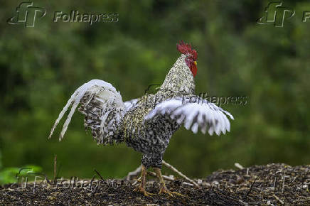 Galinhas, galos e pintinhos EM pasto de compostagem em SJC