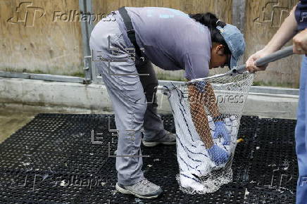 Mysterious illness plaguing Southern California seagulls
