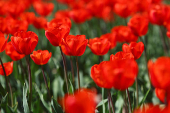 Red tulips are seen in Lisse