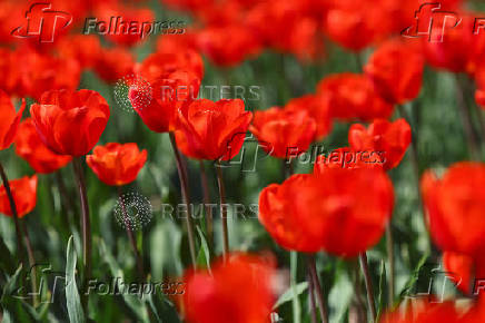 Red tulips are seen in Lisse
