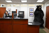 Marty, the Moose, and Kodak, the Bear, are installed on Capitol Hill in Washington