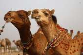 Livestock market in Karachi ahead of Eid al-Adha
