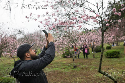 Primeiro dia da 45ª edição da Festa das Cerejeiras