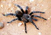 Aranha-caranguejeira na estrada, em