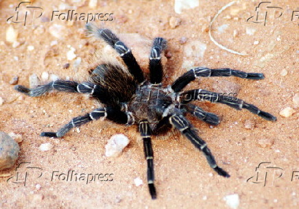 Aranha-caranguejeira na estrada, em