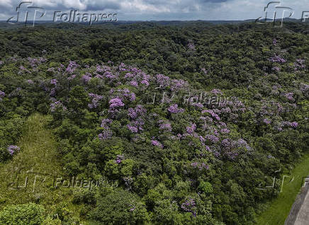 Vista aérea da Rodovia dos Imigrantes e vegetação em São Bernardo