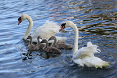 Annual swan upping ceremony along the River Thames