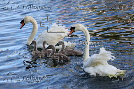 Annual swan upping ceremony along the River Thames