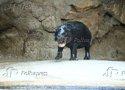 Mini hippo Toni is on his way to get a refreshing shower during the ongoing heatwave at the zoo in Berlin