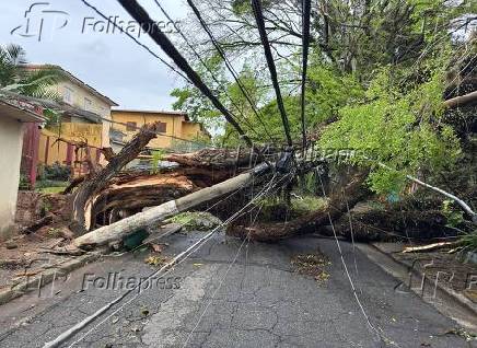Árvore cai e derruba poste no bairro do Sumaré - SP