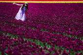 A woman walks through a tulip field in Lisse