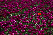 Tulips are seen in Lisse